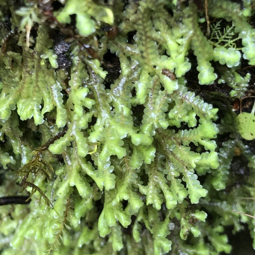Radula paganii