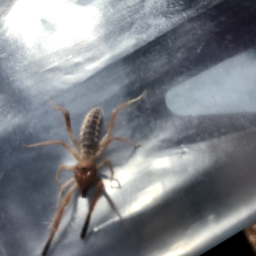 Straight-faced Windscorpions