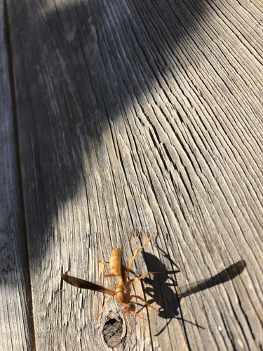 Polistes flavus