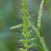 Grisebach's Bristlegrass - Photo (c) BJ Stacey, all rights reserved