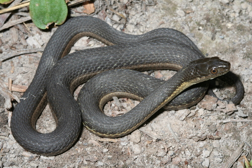 Blackbelly Garter Snake