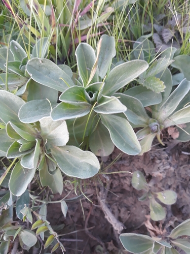 Seaside Daisy foliage