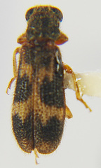 Image of Madoniella dislocata