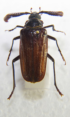 Image of Prionus fissicornis