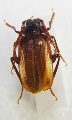 Image of Prionus imbricornis