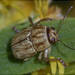 Pachybrachis glyphicus - Photo (c) RAP, todos los derechos reservados
