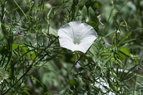 tripleleaf morning-glory