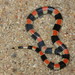 Banded Sand Snake - Photo (c) Eric Centenero Alcalá, all rights reserved, uploaded by Eric Centenero Alcalá