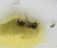 iNaturalist observation photo of Tripartite Sweat Bee