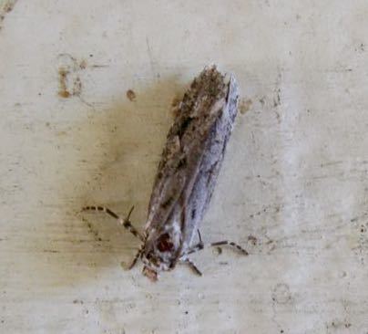iNaturalist observation photo of Grass Tubeworm Moths