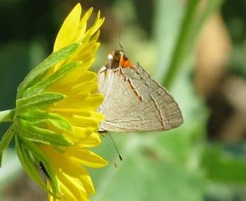 iNaturalist observation photo of Gray Hairstreak