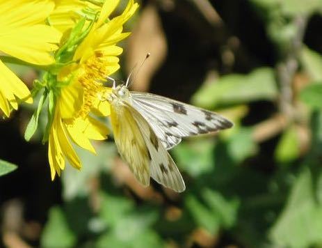 iNaturalist observation photo of Checkered White