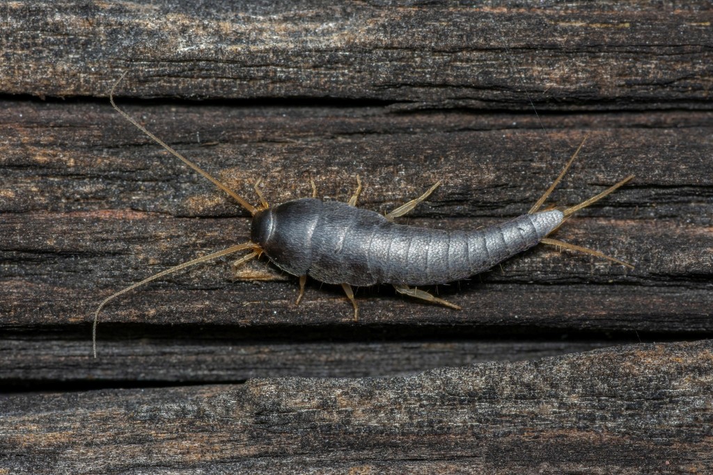 Common Silverfish in July 2017 by Linné's Nightmare · iNaturalist