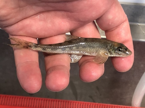 Emerald Gudgeon (Romanogobio skywalkeri) · iNaturalist