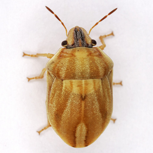 Homaemus parvulus (Germar, 1839)