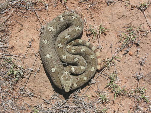 Queretaran Dusky Rattlesnake