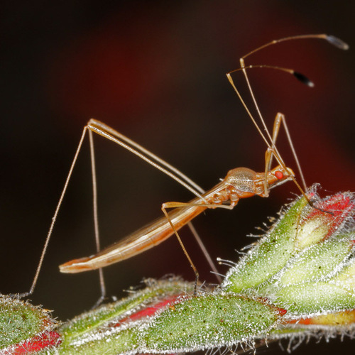 Jalysus wickhami Van Duzee, 1906