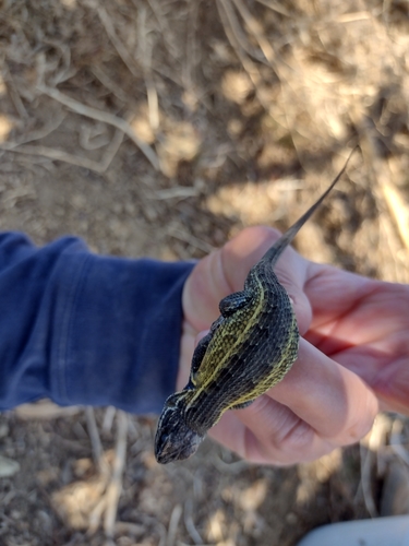 Plateau Bunchgrass Lizard