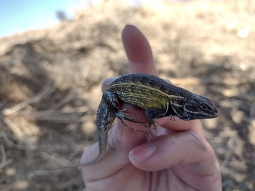 Plateau Bunchgrass Lizard
