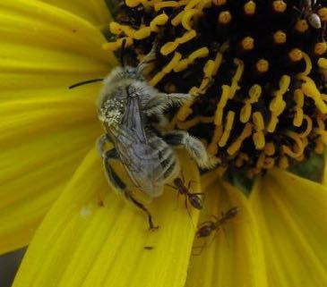 iNaturalist observation photo of Sunflower Chimney Bee
