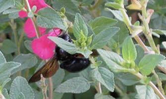 iNaturalist observation photo of Valley Carpenter Bee