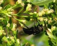 iNaturalist observation photo of Mexican Cactus Fly