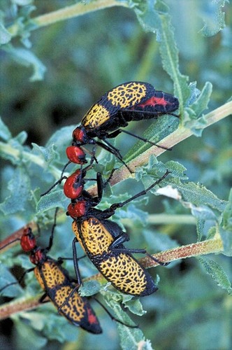 Iron Cross Blister Beetle