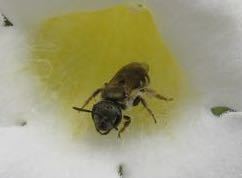 iNaturalist observation photo of Tripartite Sweat Bee
