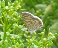 iNaturalist observation photo of Marine Blue