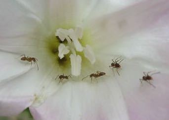 iNaturalist observation photo of Argentine Ant