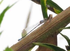 iNaturalist observation photo of Narrow-winged Damselflies