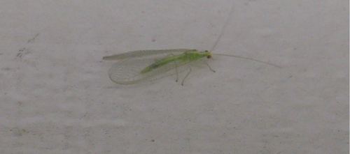 iNaturalist observation photo of Common Green Lacewings