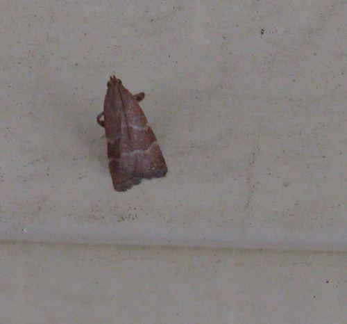 iNaturalist observation photo of Arta