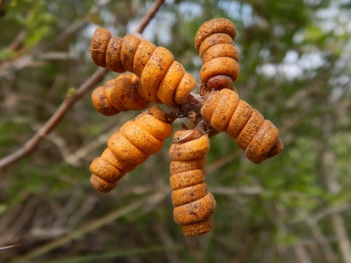 tornillo (Prosopis reptans)