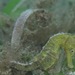 Observation photo