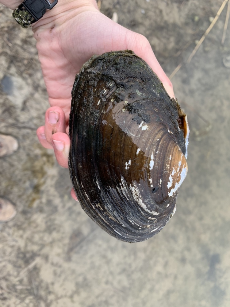 Giant Floater Mussel from Tommy Thompson Park, Toronto, CA on March 24 ...