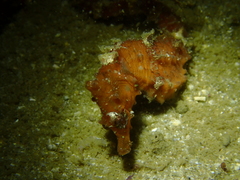 Hippocampus mohnikei