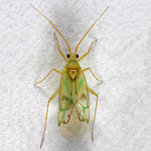Genus Paraproba · iNaturalist