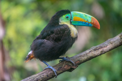 Keel-billed Toucan