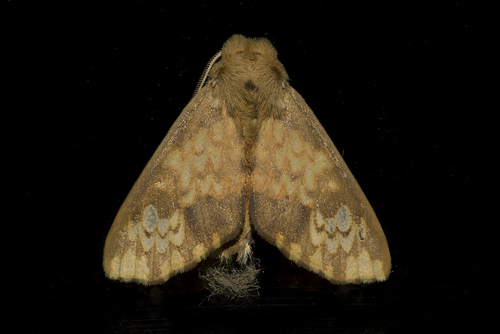 Echeta rhodocyma