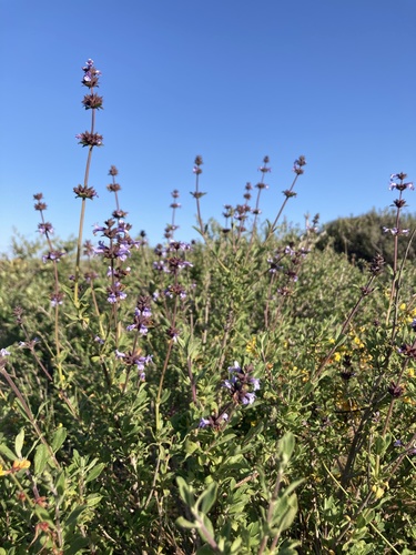 Munz's sage