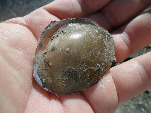 Anodonta impura