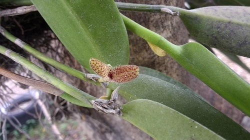 Restrepiella