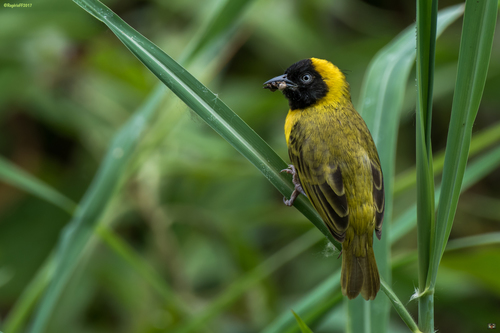 Slender-billed Weaver