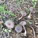 Entoloma edulis - Photo (c) Rudy Diaz, all rights reserved, uploaded by Rudy Diaz