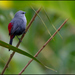 Grey Waxbill - Photo (c) Rogério Ferreira, all rights reserved, uploaded by Rogério Ferreira