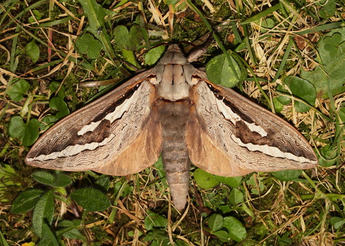 Labyrinthine Ghost Moth