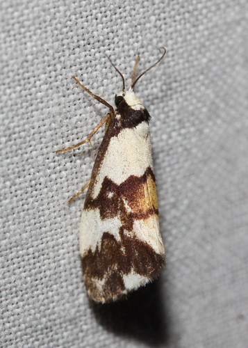 Philenora irregularis Lucas, 1890