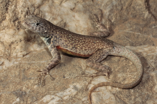 Gadow's Spiny Lizard