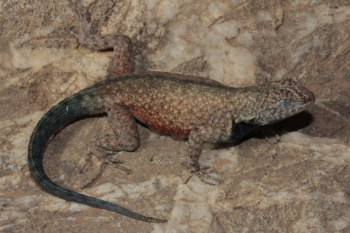 Gadow's Spiny Lizard